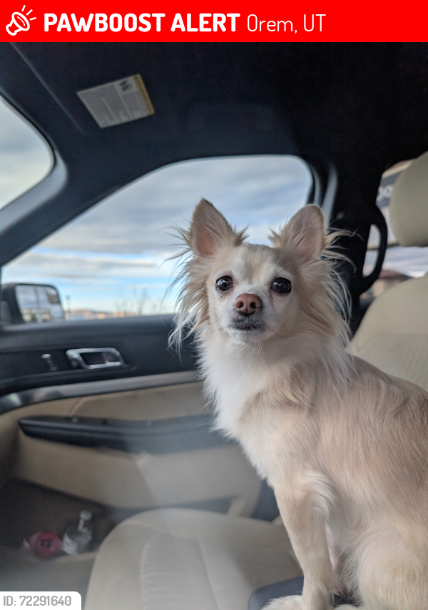Lost Male Dog last seen Near N 1060 W Orem Utah, Orem, UT 84057