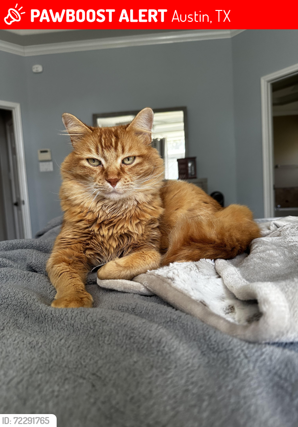 Lost Male Cat last seen Via Grande/Spruce Canyon area, Austin, TX 78739