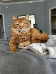Lost Male Cat last seen Via Grande/Spruce Canyon area, Austin, TX 78739