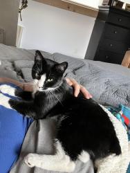 Lost Female Cat last seen Triple tree trail, Gallatin County, MT 59715