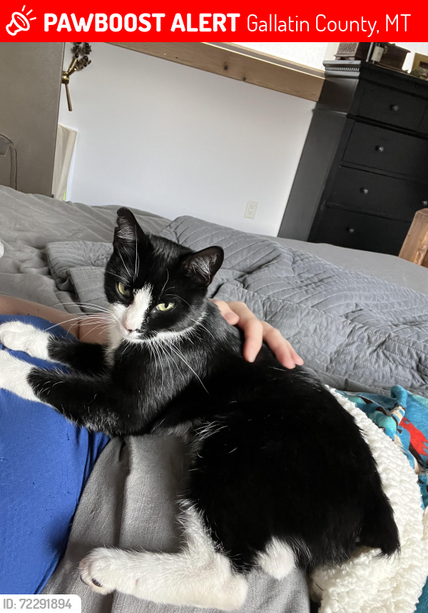 Lost Female Cat last seen Triple tree trail, Gallatin County, MT 59715