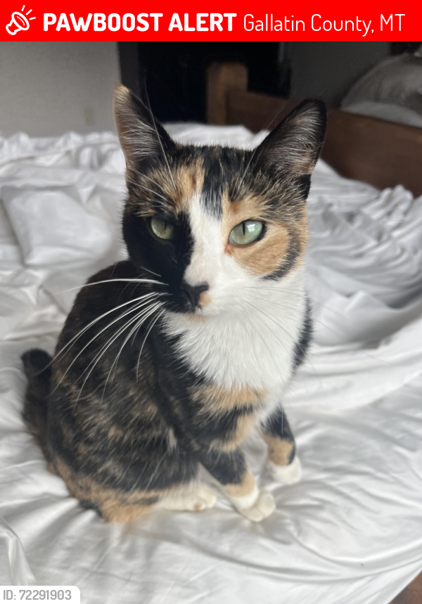 Lost Female Cat last seen Triple tree trail, Gallatin County, MT 59715