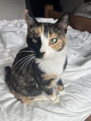 Lost Female Cat last seen Triple tree trail, Gallatin County, MT 59715