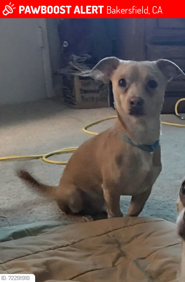 Lost Male Dog last seen Locust Street and Belle Avenue close to Robert's Lane, Bakersfield, CA 93308
