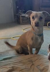 Lost Male Dog last seen Locust Street and Belle Avenue close to Robert's Lane, Bakersfield, CA 93308