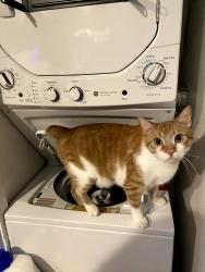 Lost Male Cat last seen PENDIENTE CT, San Diego, CA 92124
