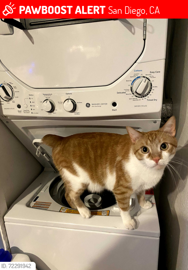 Lost Male Cat last seen PENDIENTE CT, San Diego, CA 92124