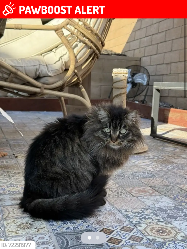Lost Female Cat last seen Rochester and Victoria park , Rancho Cucamonga, CA 91739