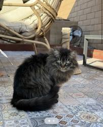 Lost Female Cat last seen Rochester and Victoria park , Rancho Cucamonga, CA 91739