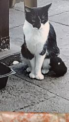 Reunited Female Cat last seen Moog Rd and Berkshire st, Pasco County, FL 34690