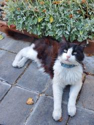 Lost Male Cat last seen Kimball way, Concord, CA 94519