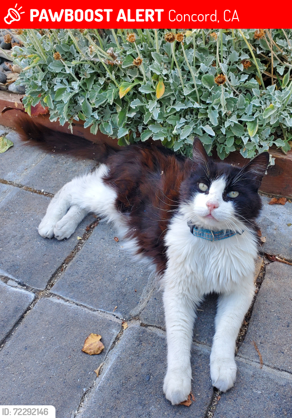Lost Male Cat last seen Kimball way, Concord, CA 94519