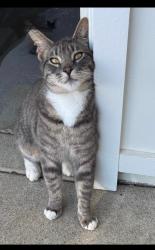 Lost Male Cat last seen Boyle Avenue and Loma de Paz, Escondido, CA 92027