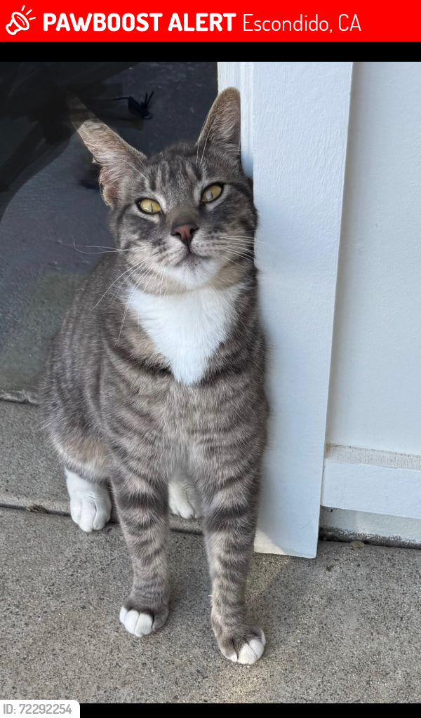 Lost Male Cat last seen Boyle Avenue and Loma de Paz, Escondido, CA 92027