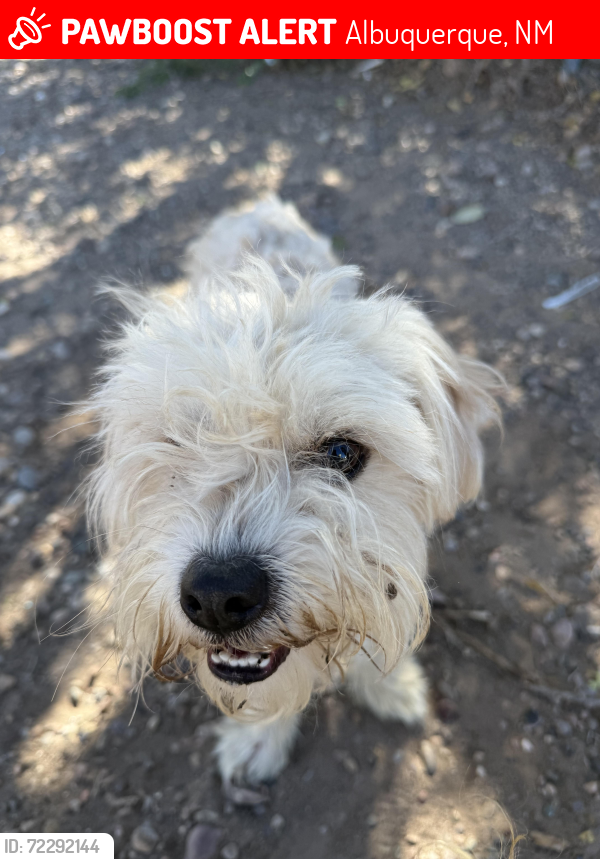 Albuquerque, NM Lost Male Dog, Brownie Is Missing PawBoost