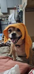 Lost Male Dog last seen Deercret and Grandview Ave , San Bernardino, CA 92407