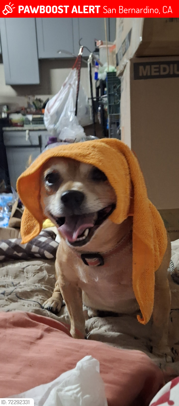 Lost Male Dog last seen Deercret and Grandview Ave , San Bernardino, CA 92407