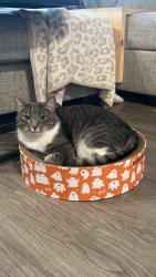 Lost Male Cat last seen Foxfield Dr NW, Rochester, MN 55901