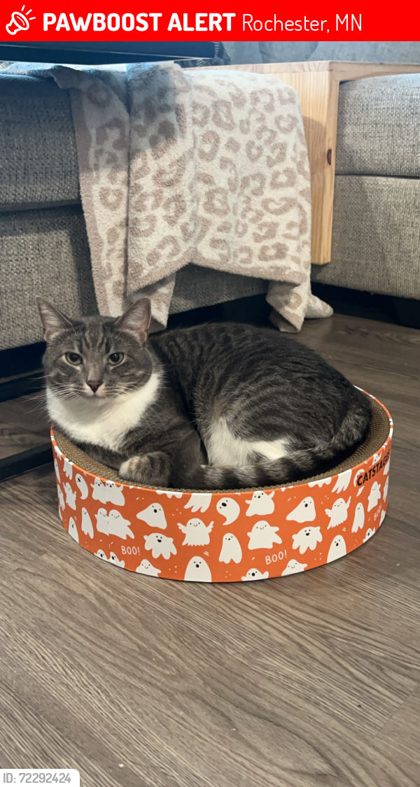 Lost Male Cat last seen Foxfield Dr NW, Rochester, MN 55901