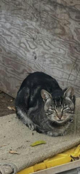 Lost Male Cat last seen Osborn st and cuttonwood, San Diego, CA 92113