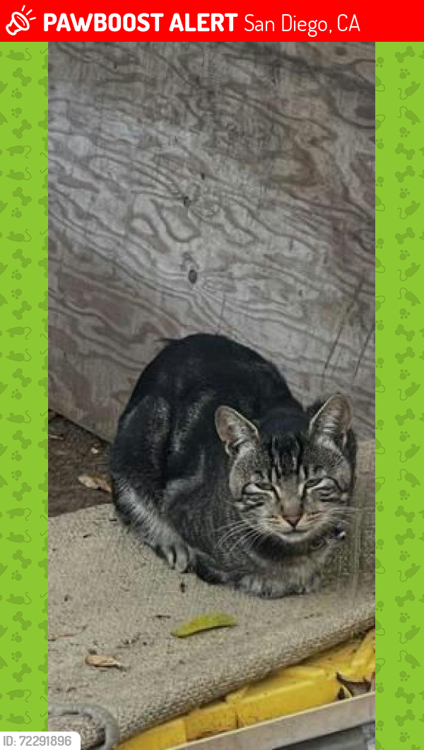 Lost Male Cat last seen Osborn st and cuttonwood, San Diego, CA 92113