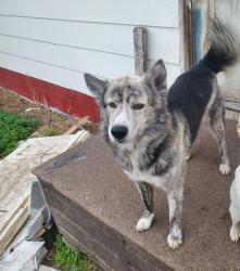 Lost Male Dog last seen 6th street and 7th Ave, Colona, IL 61241