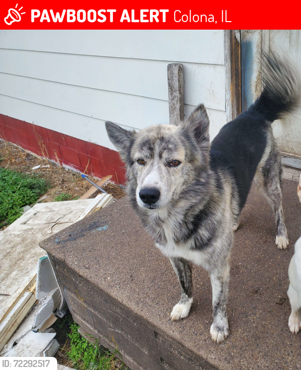 Lost Male Dog last seen 6th street and 7th Ave, Colona, IL 61241