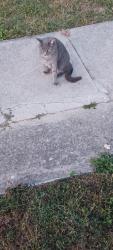 Lost Female Cat last seen Granger St. And  S. Franklin St. Hanover,PA, Hanover, PA 17331