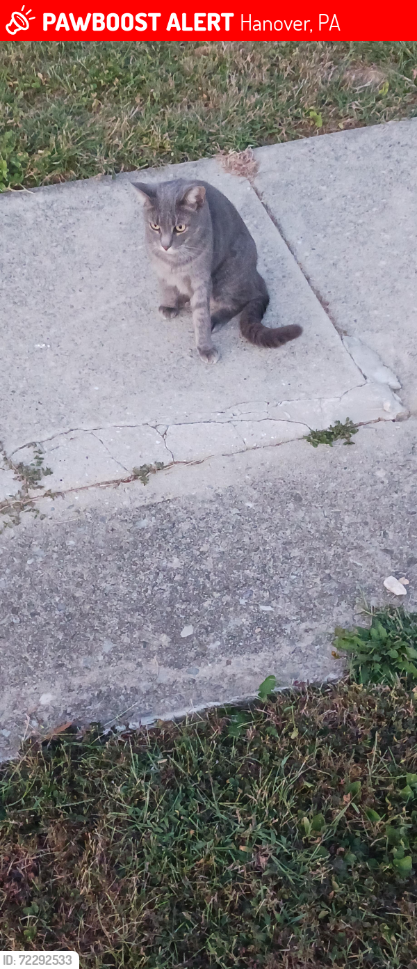 Lost Female Cat last seen Granger St. And  S. Franklin St. Hanover,PA, Hanover, PA 17331