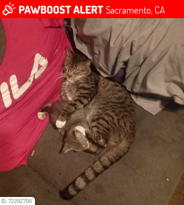 Lost Male Cat last seen rio linda Blvd , Sacramento, CA 95815