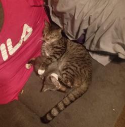 Lost Male Cat last seen rio linda Blvd , Sacramento, CA 95815