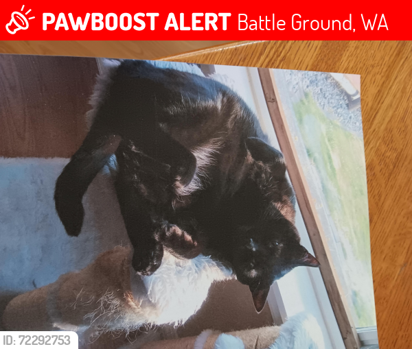 Lost Male Cat last seen Main St and 15th Ave,  Battle Ground,  Washington, Battle Ground, WA 98604