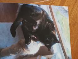 Lost Male Cat last seen Main St and 15th Ave,  Battle Ground,  Washington, Battle Ground, WA 98604