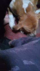 Lost Male Dog last seen Near block hwy574 aztec nm 87410, Aztec, NM 87410