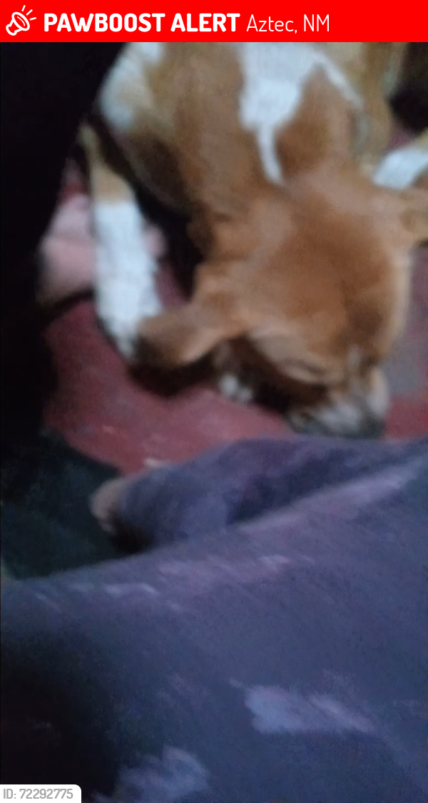 Lost Male Dog last seen Near block hwy574 aztec nm 87410, Aztec, NM 87410