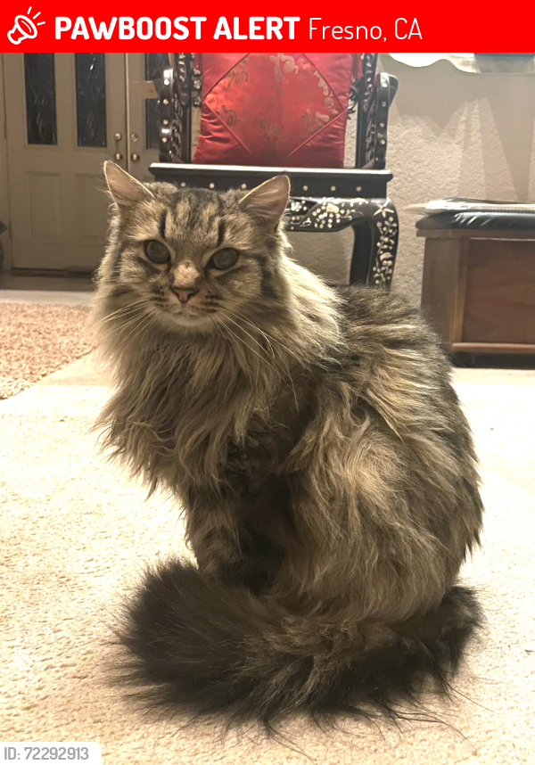 Lost Female Cat last seen Nees and Cedar, Fresno, CA 93720
