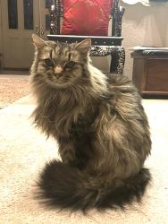 Lost Female Cat last seen Nees and Cedar, Fresno, CA 93720