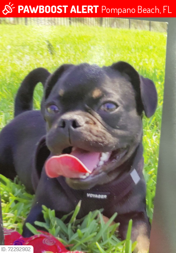 Lost Male Dog last seen NE 8th st and NE 23rd Ave pompano beach 33062, Pompano Beach, FL 33062