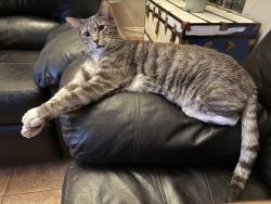 Lost Male Cat last seen Kalmia / locust / Moreno beach/trust way , Moreno Valley, CA 92555