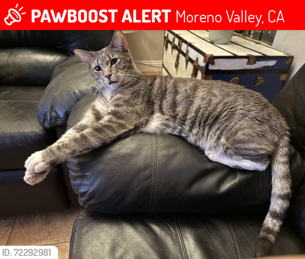 Lost Male Cat last seen Kalmia / locust / Moreno beach/trust way , Moreno Valley, CA 92555