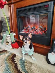 Lost Female Dog last seen Grand n Basswood Ave, Holiday, FL 34690