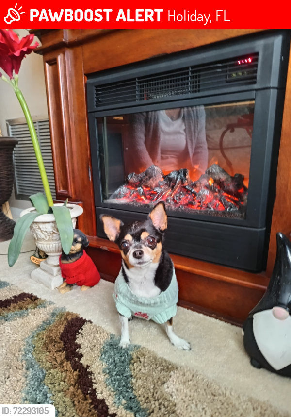 Lost Female Dog last seen Grand n Basswood Ave, Holiday, FL 34690
