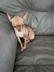 Reunited Female Dog last seen Near sw 35 Terr, Miami, FL 33165
