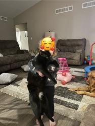 Lost Male Cat last seen Dexter- Pinckney Rd near Darwin Rd, Pinckney, MI 48169