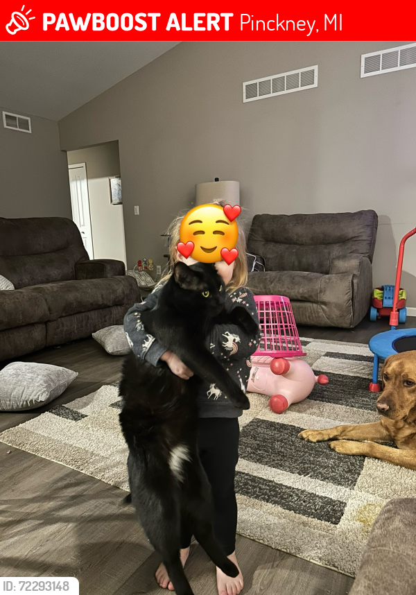 Lost Male Cat last seen Dexter- Pinckney Rd near Darwin Rd, Pinckney, MI 48169