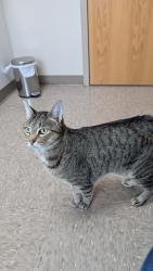 Lost Male Cat last seen Timber Banks Parkway and Timber Banks golf course, Lysander, NY 13027