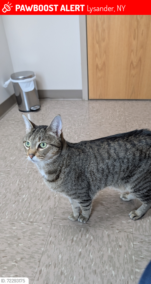 Lost Male Cat last seen Timber Banks Parkway and Timber Banks golf course, Lysander, NY 13027