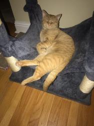 Lost Male Cat last seen Between Moseley Rd. and Taylor's Mill Rd., Byron, GA 31008
