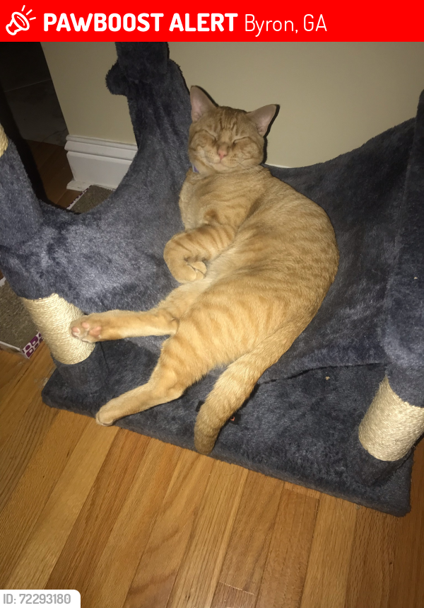 Lost Male Cat last seen Between Moseley Rd. and Taylor's Mill Rd., Byron, GA 31008