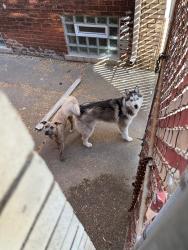 Lost Female Dog last seen Dexter and Elmhurst, Detroit, MI 48206